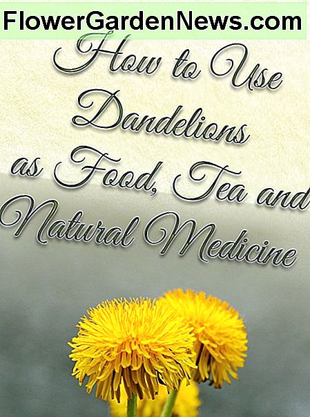 Hur man använder maskrosor som mat, te och naturmedicin