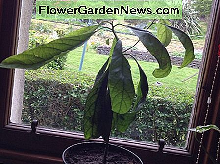 Hvordan vokse en avokado plante fra frø