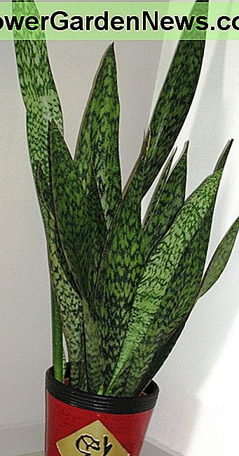 Mother in Law's Tongue or Snake Plant