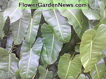 Elephant Ear Philodendron