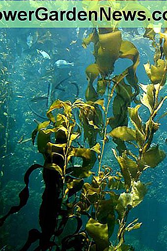 Die Vorteile von flüssigem Meerespflanzendünger