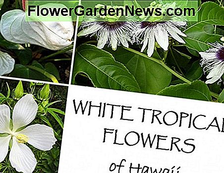 Einen Garten mit weißen tropischen Blumen von Hawaii planen