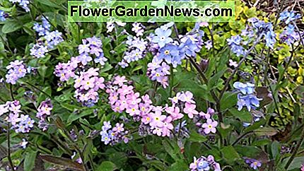 Forget-me-nots are very prolific, and seed themselves abundantly, flowering in spring.