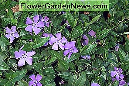 Vinca minor makes good ground cover and even grows under trees.