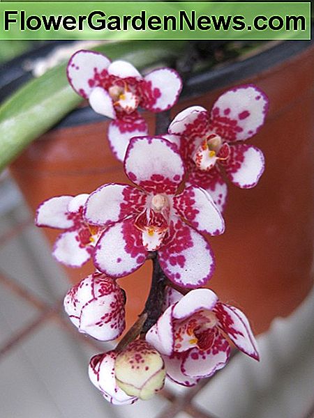 L'orchidée Sarcochilus: floraison spectaculaire et facile à cultiver