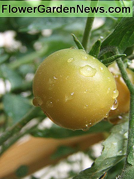 Bewässerung Tomaten: Wann, wie oft und wie viel - 5 Pro Tipps