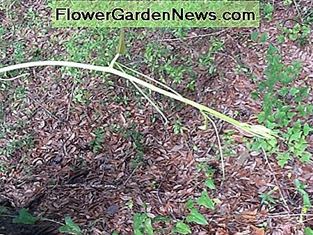 The edible, new tip of the smilax vine