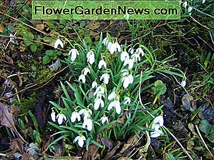 Snowdrops blooming in springtime.