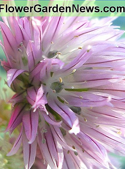 Photo by Sally's Trove. Chive flowers taste almost like freshly ground peppercorns, but with an added mild onion flavor.