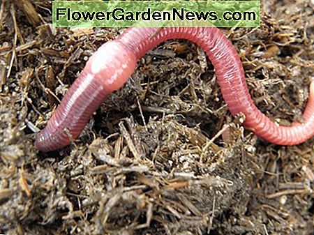 Red Wiggler worm