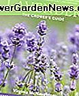 Lavendel: Grower's Guide