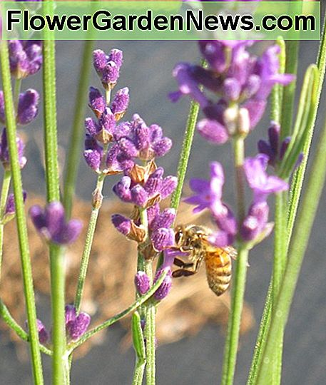 Honeybee on Hidcote Lavender