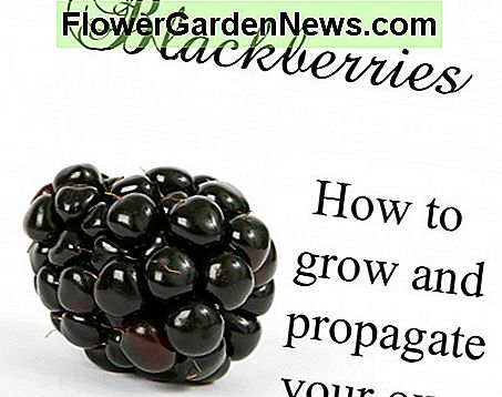Brombeerpflanzen: Wie man wächst und propagiert