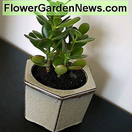 Comment prendre soin d'une plante de jade 🌹 Conseils Utiles Jardiniers