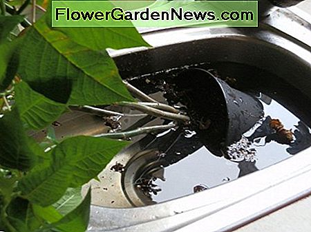 plant pot submerged in water to give it a good soak