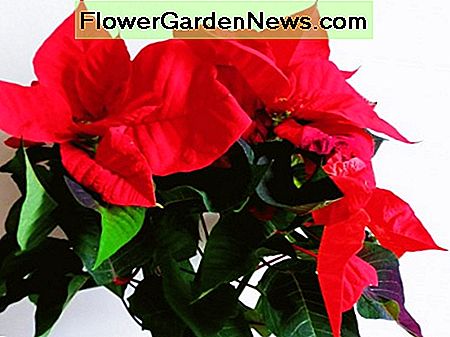 poinsettia plant with red leaves (bracts)