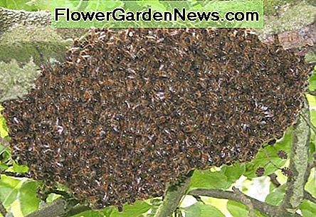 Waarom verlaten bijen je nest?  16 Redenen voor Bee Absconding