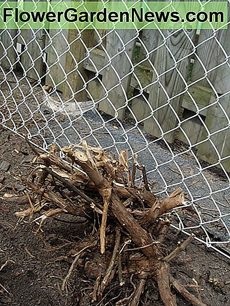 Remember, after the backhoe takes the roots out, paste the remaining roots with Roundup or some such. At the top of the picture, through the wooden fence, is your neighbour's pool, and you don't want the creeper creeping up through that, do you?