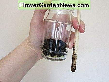 Add moistened soil to your bottle or jar. Use a chopstick or pencil to keep it off the walls of the jar.