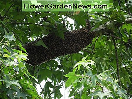 Een zwermtrap opzetten voor honingbijen