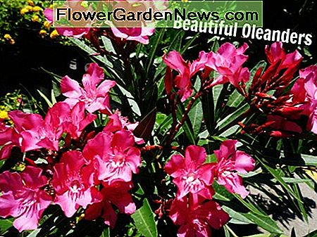 Oleander: Hardy, Evergreen Southern Beauty (cu imagini)