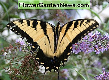 Container Garden Designs at tiltrække sommerfugle