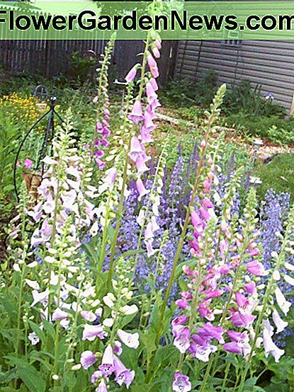 Foxgloves planted along with Catmint