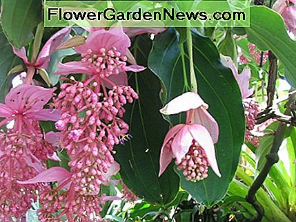 A beautiful lush pink lantern, also known as medinilla magnifica, in bloom.