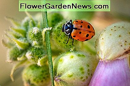 Lieveheersbeestjes (of zeep en water) zijn de perfecte oplossing om je tuin van zuigende bladluizen te bevrijden