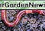 Lebenszyklus von Red Wiggler Worms oder Eisenia Foetida und Stadien 🌹
