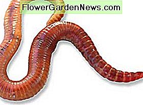 Livscyklus af røde wiggler orme eller Eisenia Foetida og stadier