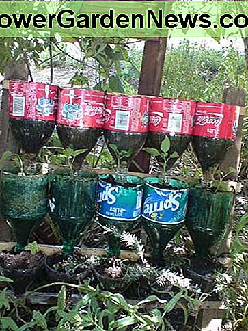 Bottled Herb Garden created by Instructables' user Njacksx 