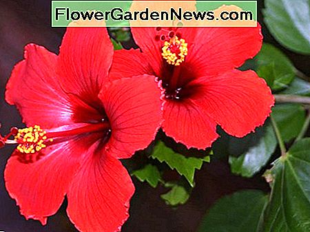Hibiscus: Tropische Edelsteine ​​des Gartens