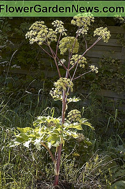 Angelica is another flower that resembles poison hemlock.