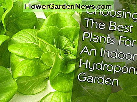 25 av de bästa växterna för inomhus hydroponiska trädgårdar