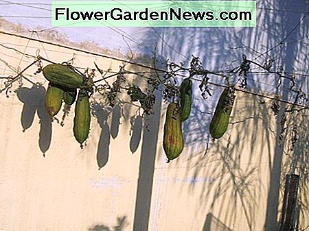 Luffa fruit drying on the vines.