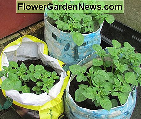 Wie man Kartoffeln in den Garten-Taschen pflanzt und anbaut