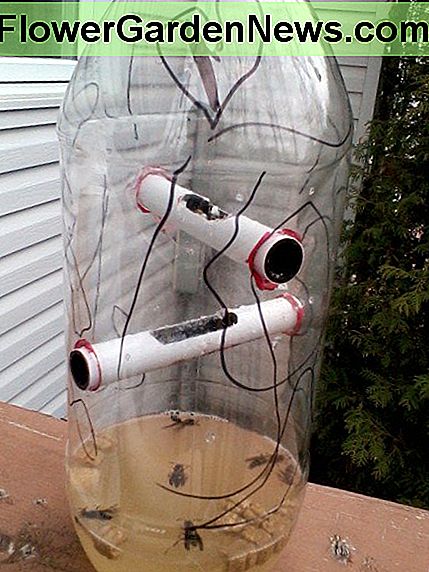 Simple construction, very cost effective parts combined with some ingenuity, and an understanding of wasps and hornets behavior make for an amazingly effective trap.