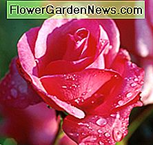 Grandma's Blessing: Gorgeous hybrid tea rose