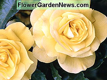 Yellow roses mean joy and gladness