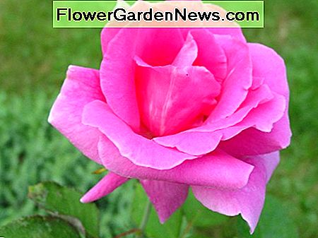 Deep Pink Rose: Carefree Beauty