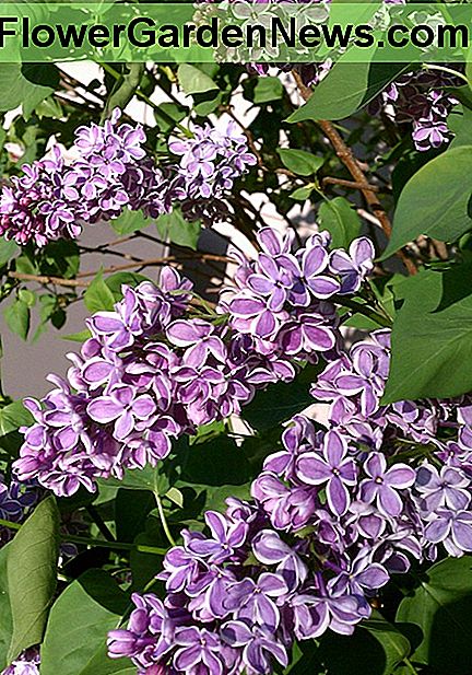 Variegated Lilac