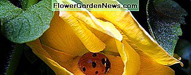Bra vs Bad Ladybugs i din trädgård och hur man berättar skillnaden