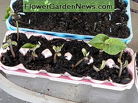 I started these green beans in recycled egg cartons.