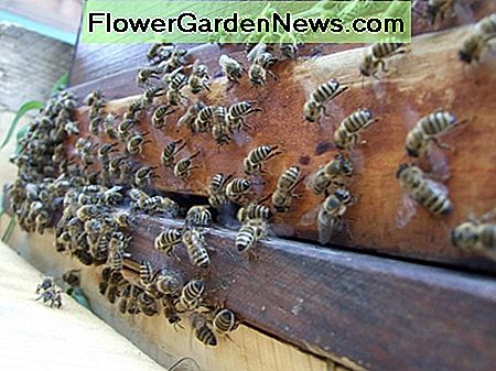 bees nesting outside due to an unfavorable weather condition.