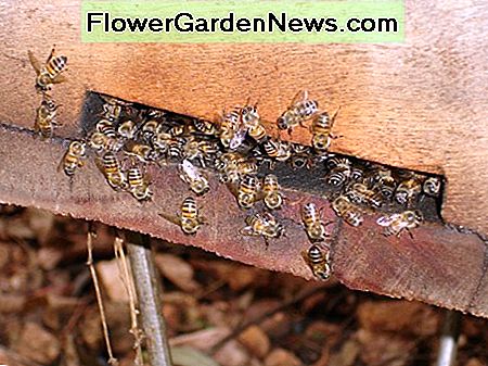 bees nesting on hive entrance.