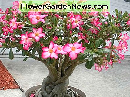 Adenium (Desert Rose) Plante: flori frumoase pe unele trunchiuri ciudate