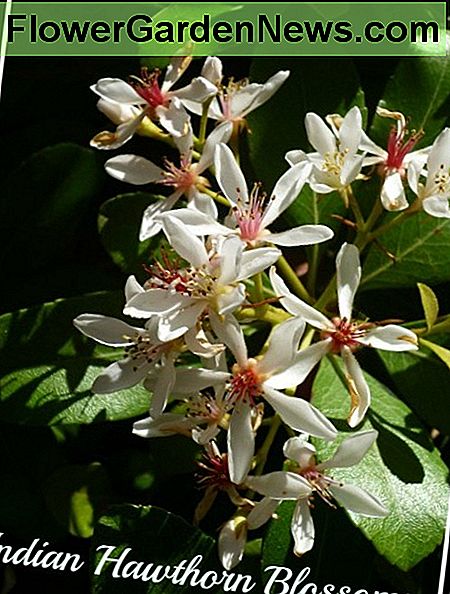 Tørkebestandig Evergreen Blomstrende busker: Indiske Hawthorns