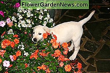Plantera en hundvänlig trädgård