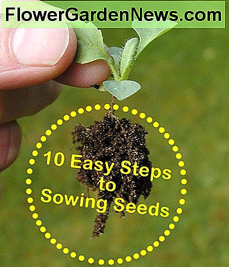 Gartenarbeit für Anfänger: 10 einfache Schritte zum Aussaat von Samen